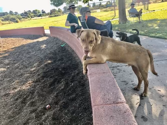 Dog Park at Village West Park photo 2